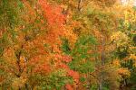 autumn, deciduous, forest, NORV01P03_16.1260