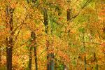 autumn, deciduous, forest, NORV01P03_17.1260