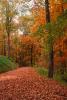 Path with Leaves, Woodland, Forest, Trees, Hill, autumn, deciduous, road
