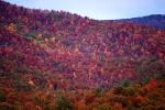 Mountain, Woodland, Forest, Trees, Hill, autumn, deciduous, NORV01P04_03.1260