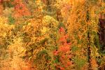 Woodland, Forest, Trees, autumn, deciduous