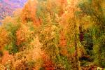 autumn, deciduous, forest, NORV01P04_08.1260