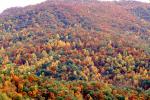 Mountain, Woodland, Forest, Trees, Hill, autumn, NORV01P04_09