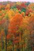 Woodland, Forest, Trees, Hills, autumn, deciduous, Equanimity