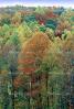 Woodland, Forest, Trees, Hills, autumn, deciduous, NORV01P04_13