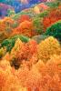 Woodland, Forest, Trees, Hills, autumn, deciduous, Equanimity, NORV01P04_14.1260