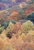 Woodland, Forest, Trees, Hills, autumn, deciduous, NORV01P04_14