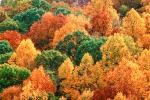 Woodland, Forest, Trees, Hills, autumn, deciduous, NORV01P04_16.1260