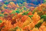 Woodland, Forest, Trees, Hills, autumn, deciduous, NORV01P04_17.1260