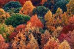 autumn, deciduous, forest, NORV01P04_18.0624
