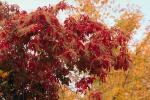 autumn, deciduous, forest, NORV01P05_04.1260