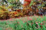 Field of Flowers, Daisies, Woodland, Forest, Trees, Flowers, autumn