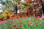 Field of Flowers, Daisies, Woodland, Forest, Trees, Flowers, autumn, NORV01P05_10