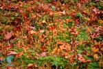 leaves, forest floor, autumn, NORV01P05_12.1260