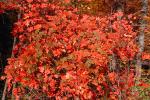 autumn, deciduous, forest, NORV01P05_18.1260