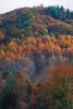 Woodland, Forest, Trees, Mountain, autumn, deciduous