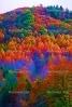 Woodland, Forest, Trees, Mountain, autumn, deciduous, NORV01P06_02B.0624