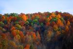 Woodland, Forest, Trees, Mountain, autumn, deciduous, NORV01P06_03.1260
