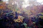 Forest, trees, woodlands, deciduous, NORV01P06_10
