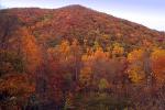 Woodland, Forest, Trees, Hills, Mountains, deciduous, autumn, NORV01P06_17.1260