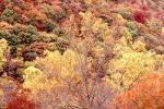 Woodland, Forest, Trees, Hills, deciduous, autumn, NORV01P06_19