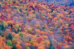 Woodland, Forest, Trees, Hill, Texture, Portfolio, autumn, deciduous