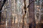 dry woodlands, Forest, trees, deciduous