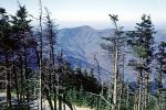 deciduous, forest, Black Mountains, Appalachian Mountains