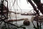 driftwood, trees, beach, ocean, NOSV01P02_02