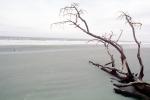 Bare Tree, Beach, Ocean, Driftwood, Atlantic, coastal, coast, shoreline, seaside, coastline, NOSV01P02_03