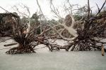 Bare Tree, Beach, Ocean, Driftwood, Atlantic, NOSV01P02_05