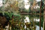 Swamp, Trees, Lake, Water, Reflection, wetlands, NOSV01P02_07