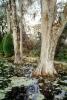 Swamp, Trees, Lake, Water, Reflection, wetlands, NOSV01P02_08
