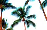 Palm Tree Abstract, NPHD01_026B