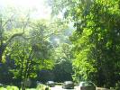Hana Road, jungle, trees