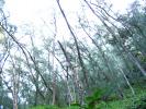 Hana Road, jungle, trees, NPHD01_049