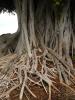 tree roots, NPHD01_150
