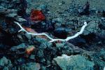 Twig on cooled lava flows, NPHV01P04_18.1261
