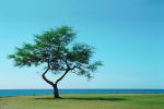 Lone Tree, Equanimity