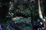 Fern Grotto, Kauai, NPHV03P03_14