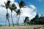palm tree, beach, ocean, windy, wind