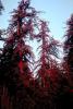 Redwood Tree, NPMV01P01_19.1262
