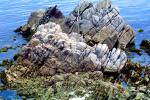 Big Sur, Coastal, rocks, coast, coastline, NPMV01P12_03