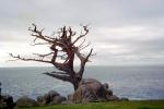 Cypress Tree, ocean, rocks, NPMV02P01_01