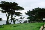 Cypress Tree, ocean, rocks, NPMV02P01_02