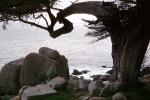 Cypress Tree, ocean, rocks
