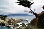 Cypress Tree, ocean, rocks, NPMV02P01_05