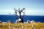 Cypress Tree, ocean, rocks, NPMV02P01_07