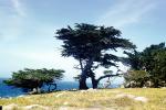 Cypress Tree, ocean, rocks, NPMV02P01_08