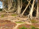 Baker Beach, San Francisco, Pacific Ocean, exposed roots, NPND01_100